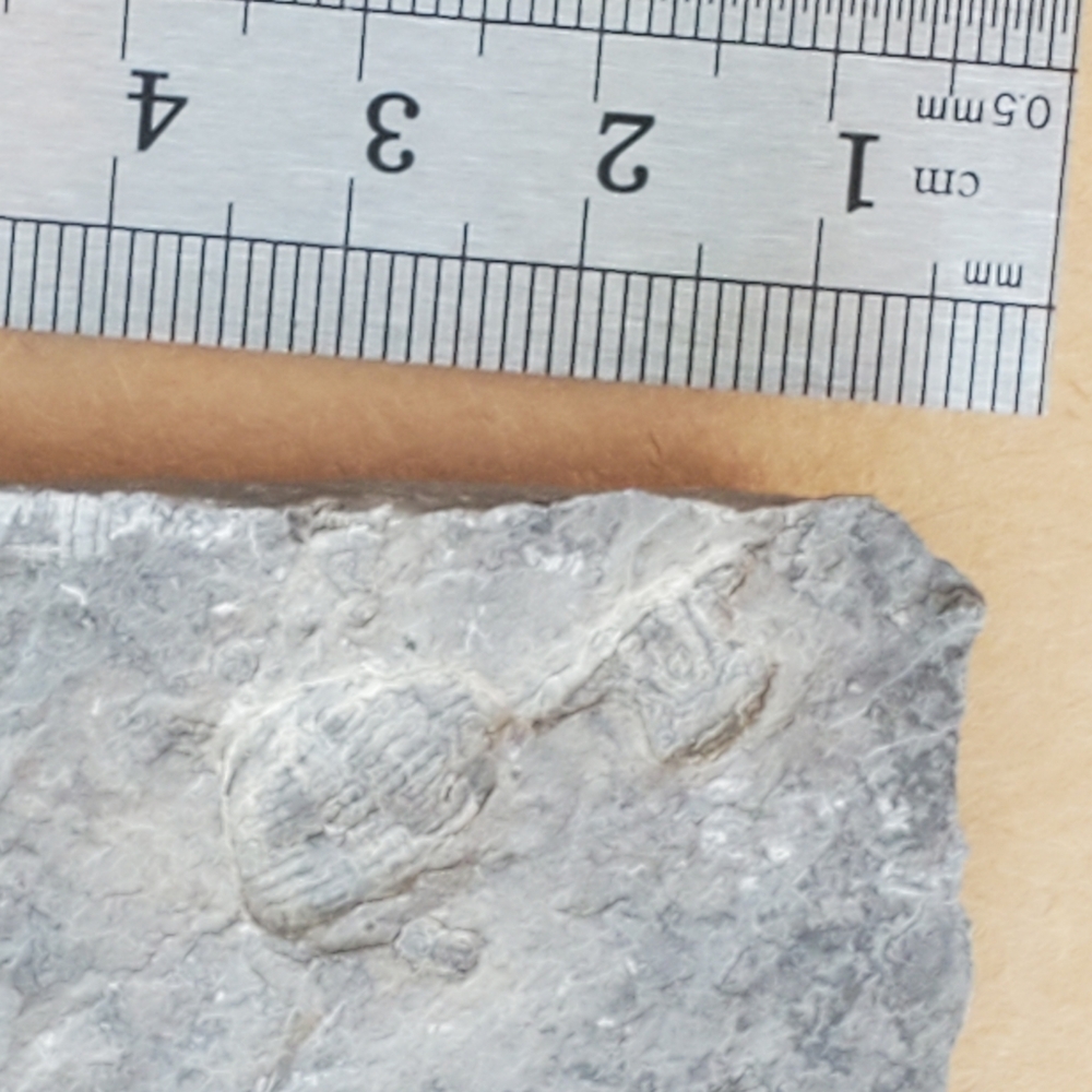 🦣FOSSILS FOR KIDS🦖 - Picture 11 of 14